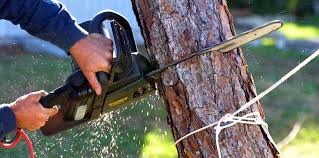 Best Commercial Tree Services  in Duncansville, PA