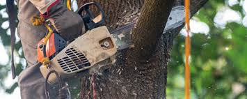 Best Weed Control  in Duncansville, PA