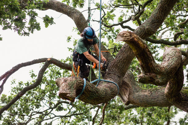 Best Tree Preservation Services  in Duncansville, PA