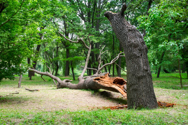 Best Leaf Removal  in Duncansville, PA