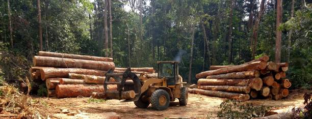 Reliable Duncansville, PA Tree Care Solutions
