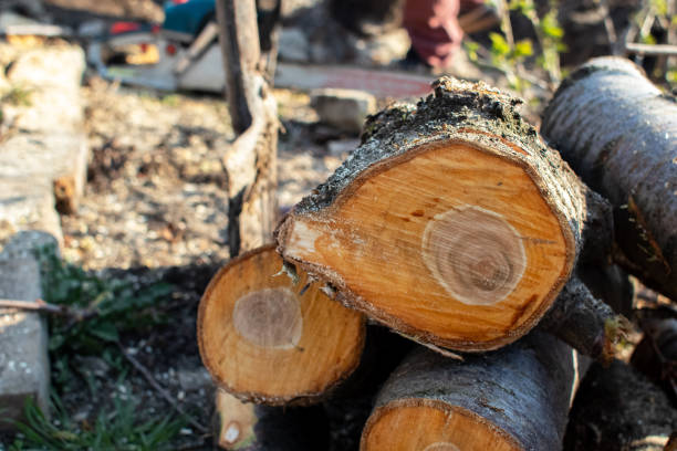 Best Fruit Tree Pruning  in Duncansville, PA