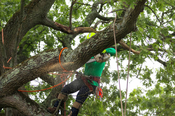 How Our Tree Care Process Works  in  Duncansville, PA