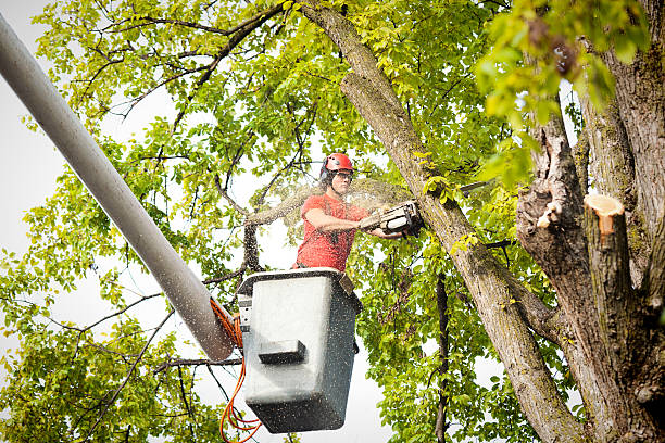 Mulching Services in Duncansville, PA