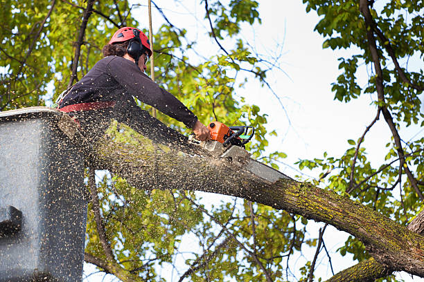 Best Firewood Processing and Delivery  in Duncansville, PA