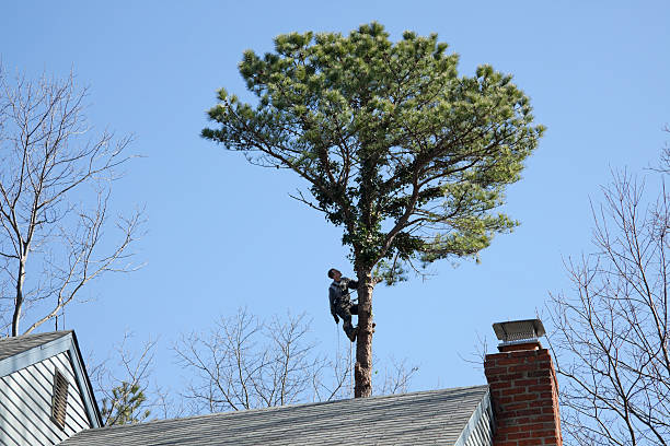 Best Tree Cabling and Bracing  in Duncansville, PA