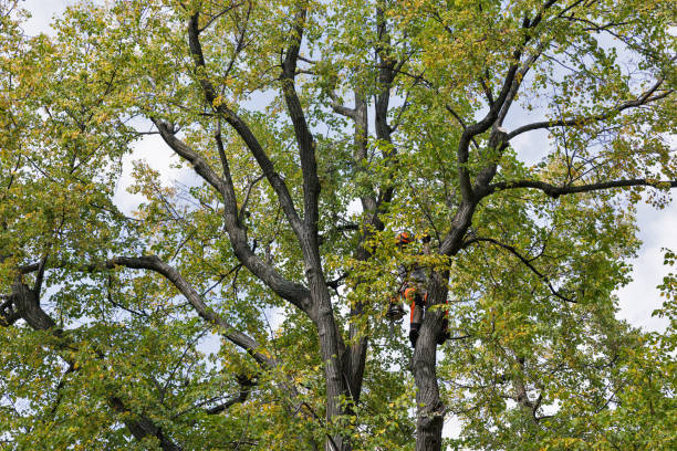  Duncansville, PA Tree Care Pros
