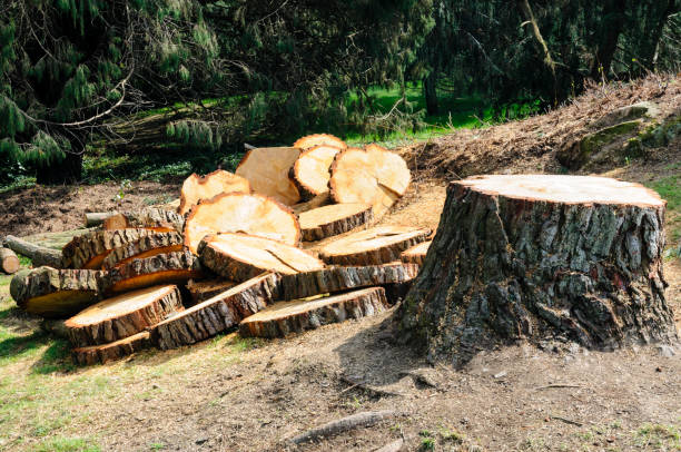 Best Root Management and Removal  in Duncansville, PA